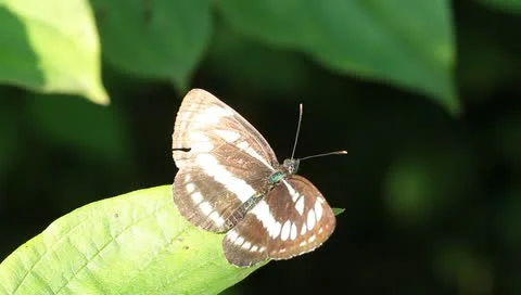 Common glider ( Neptis sappho ) butterfly on a green leaf Stock Footage 11351663