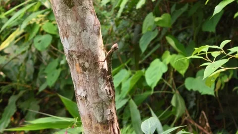 Common Gliding Lizard Crawling and Adjusting Position on Tree Trunk Video stock 345083718