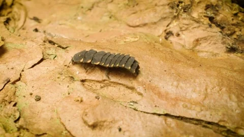 Common glow-worm (Lampyris noctiluca) larvae crawling Stock Footage 337627804