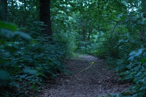 Common glow-worms flying in Forest. Timelapse Video stock 107344198