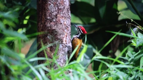 Common goldenback eating ants, Stock Footage 255570922