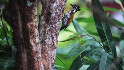 Common goldenback eating ants, Stock Footage 255570948