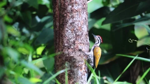 Common goldenback Stock Footage 255570952