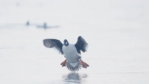 Common goldeneye bird in flight in slow motion, duck flying Stock Footage 328028083