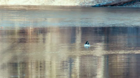 Common goldeneye Bucephala clangula diving Video stock 64242718