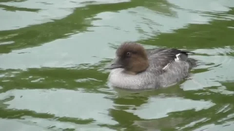 Common Goldeneye (Bucephala Clangula) junger vogel Stock Footage 170590786