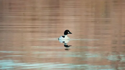 Common goldeneye duck swimming in circles on a river Stock Footage 299885853