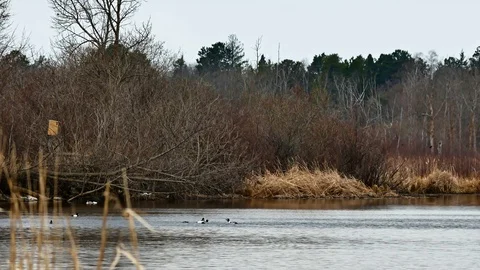 Common Goldeneye ducks, bucephala clangula, courting on lake Stock Footage 89236540