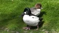 Common Goldeneye ducks close up walking on sunny grassland 4k or 4k+ Resolution