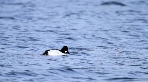 Common Goldeneye Stock Footage 1107367