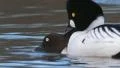 Common Goldeneye Mating HD Footage