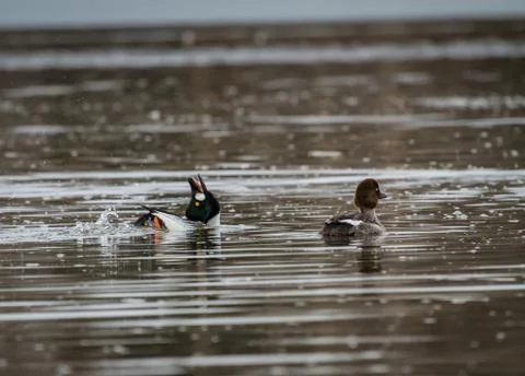 Common Goldeneye Stock Photos