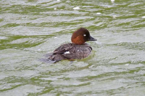 Common Goldeneye Stock Photos