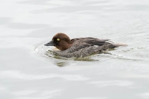 Common goldeneye Stock-Fotos