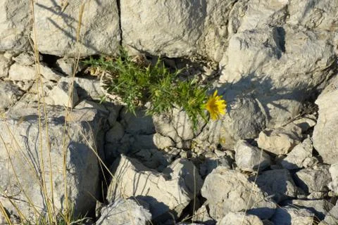 Common goldenthistle Stock Photos