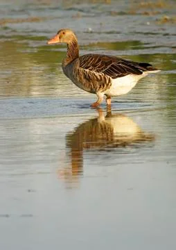 Common goose Stock Photos