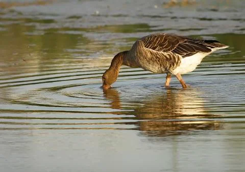 Common goose Stock Photos