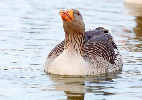 Common goose Stock Photos