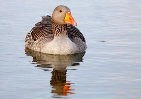 Common goose Stock Photos