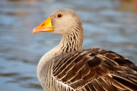 Common goose Stock Photos