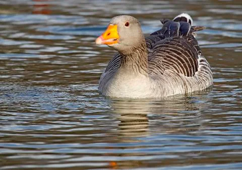 Common goose 스톡 사진