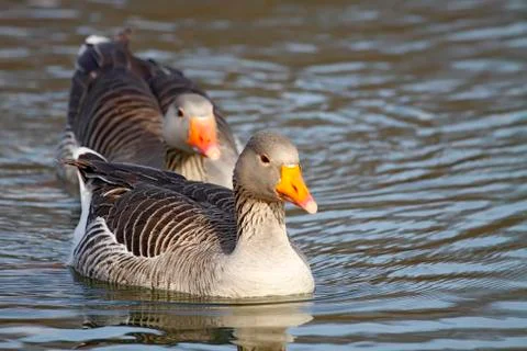 Common goose Stock Photos