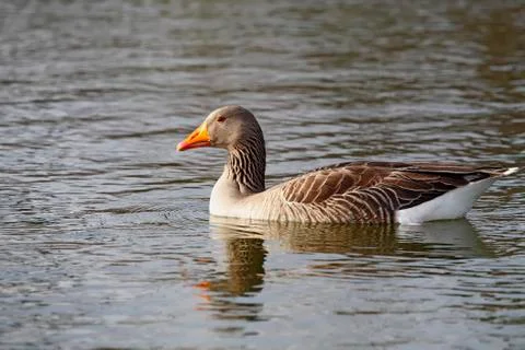 Common goose Stock Photos
