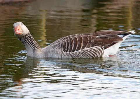 Common goose Stock Photos