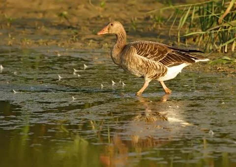 Common goose Stock Photos