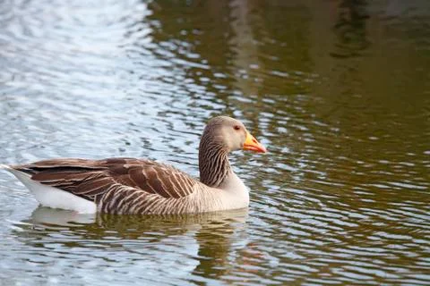 Common goose Stock Photos