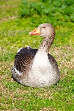 Common goose Stock Photos