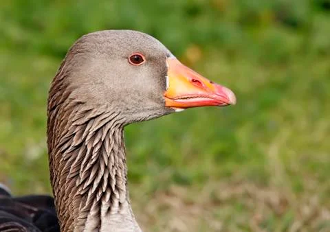 Common goose Stock-Fotos