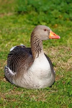 Common goose Stock Photos
