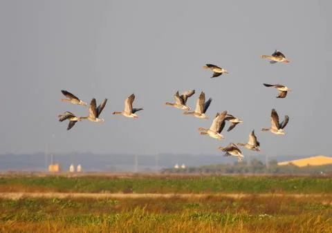 Common goose Stock Photos