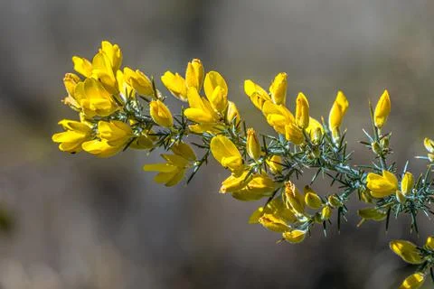 Common Gorse blooming Foto stock