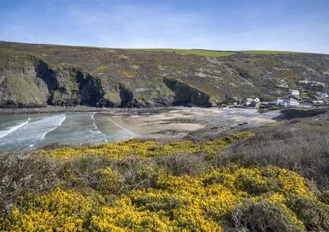 Common gorse growing on the cliffs at Crackington Haven Cornwall Stock-Fotos