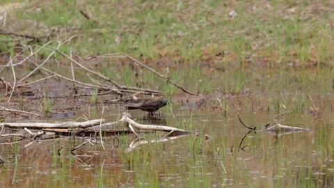 Common Grackle bird bathing in a shallow pond with splashing water in nature Stock Footage 325698050