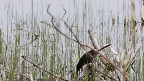 Common grackle bird jumping from branch to marshy grass near the water edge Stock Footage 325611924