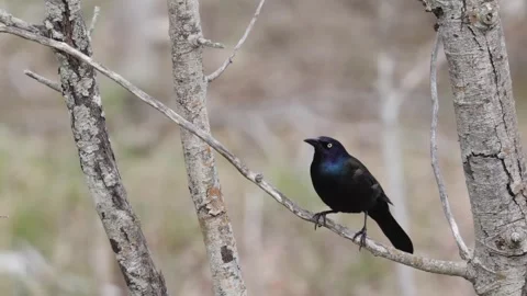Common grackle bird perched on a dry tree branch cleaning its beak in the forest Stock Footage 325698081