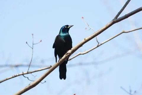 Common grackle bird Stock Photos