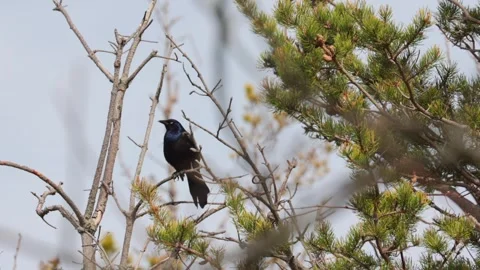 Common grackle bird stretching wings and preening feathers on a tree branch Stock Footage 325611774
