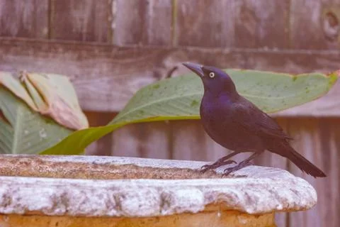 Common Grackle at birdbath Stock Photos