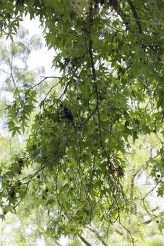 Common Grackle Calling Stock-Fotos