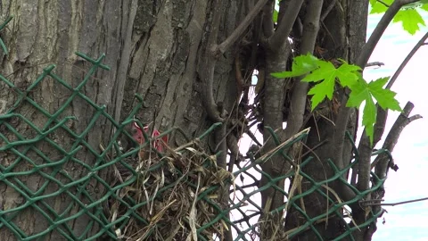 Common Grackle Checking Tree Nest Before Flying Away Stock Footage 345006870