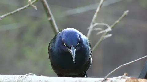 Common Grackle Closeup Stock Footage 49218433