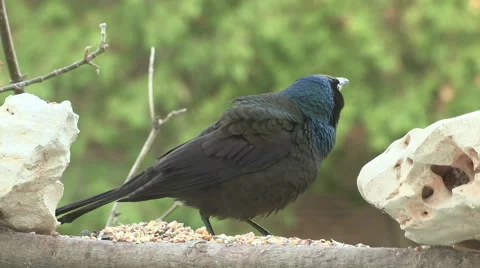 Common Grackle Closeup Stock Footage 49438208