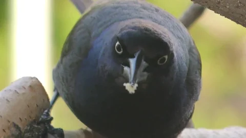 Common Grackle eating Stock Footage 75694098