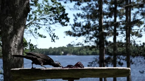 Common grackle eating grape jelly by a lake. Video stock 148676718
