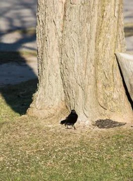 Common grackle feeding Stock Photos