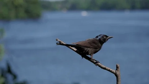 Common Grackle flies off of lakeside perch on a sunny summer's day. Video stock 71193222